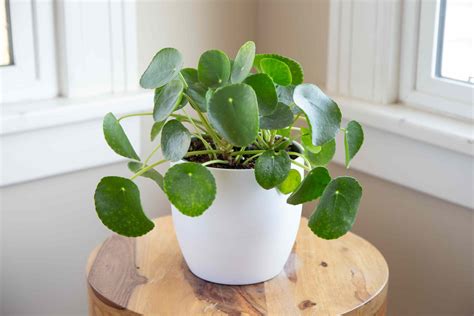 How to Grow Chinese Money Plant (Pilea Peperomioides) .